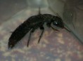 /album/coleoptera/staphylinus-olens-2-jpg/